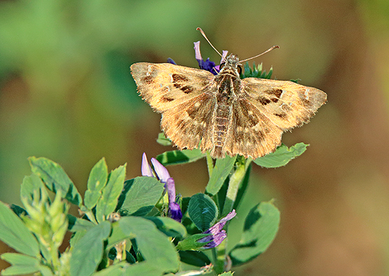 id farfalla 1 - Carcharodus alceae, Hesperiidae