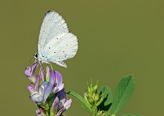 id farfalla 2 - Celastrina argiolus