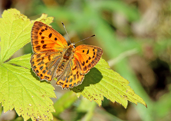 id farfalla - Lycaena virgaureae