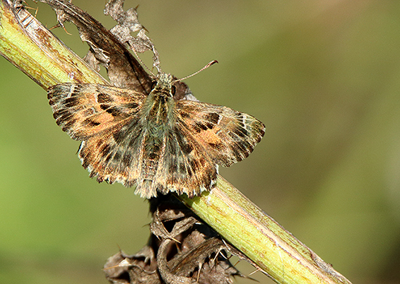 id farfalla - Carcharodus alceae