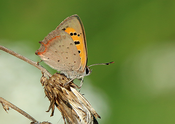 id farfalla 2 - Lycaena phlaeas