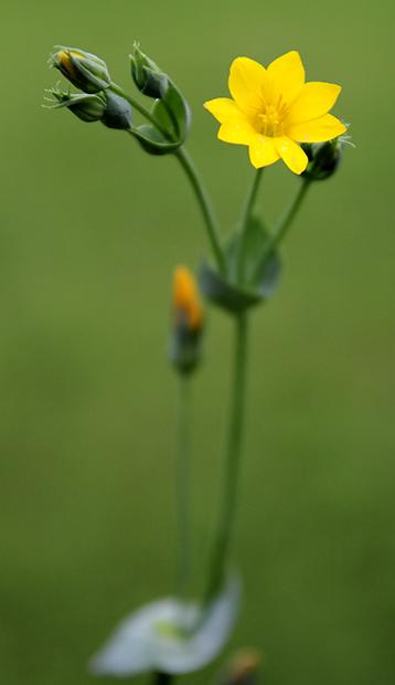 Blackstonia perfoliata