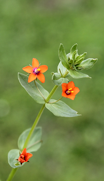 Lysimachia arvensis  (= Anagallis arvensis ), Primulaceae