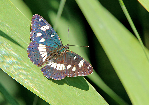 id farfalla 3 - Limenitis reducta