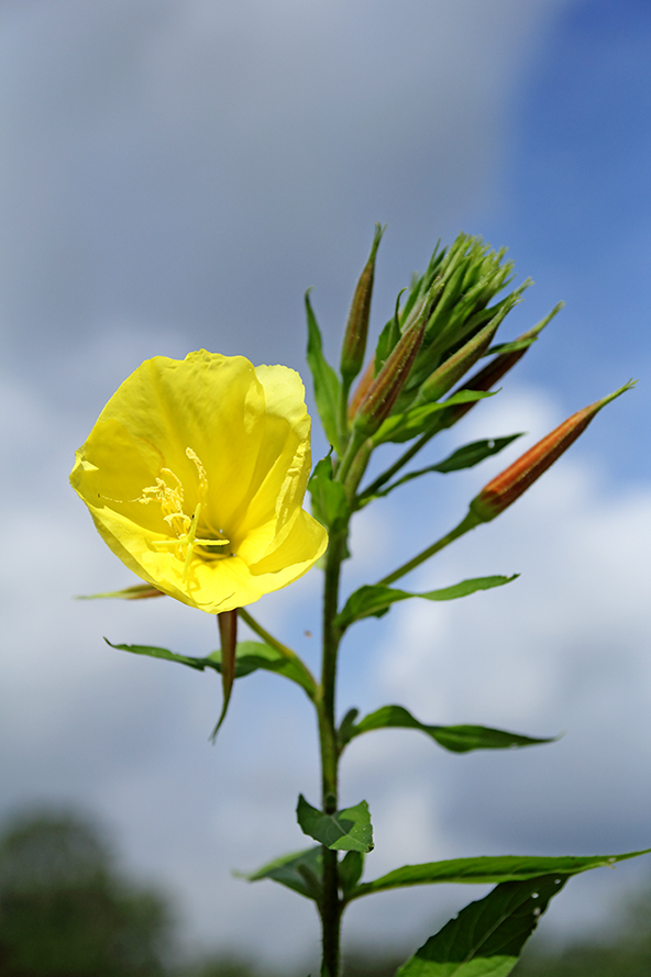 Oenothera glazioviana / Enagra di Lamark