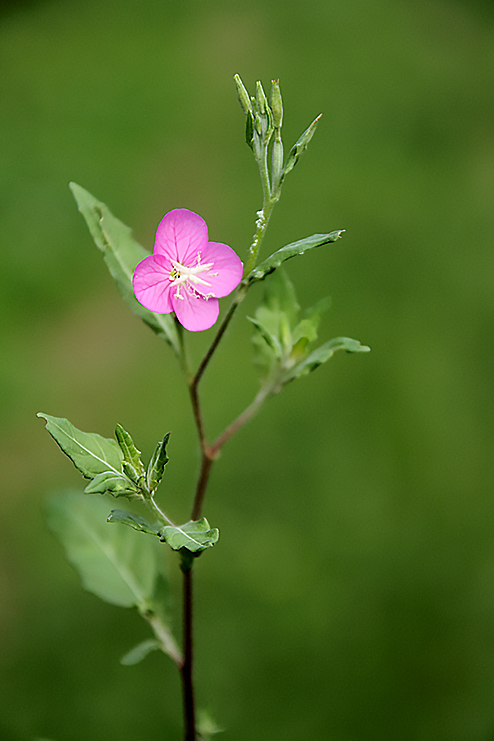 Oenothera rosea /  Enagra rosea