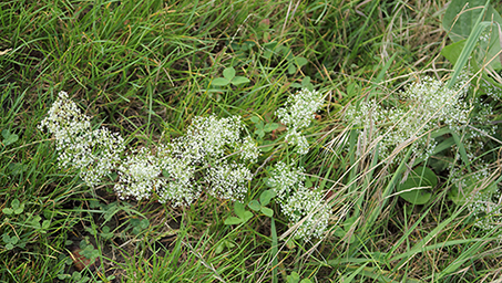 id fiore 2 - Galium sp.