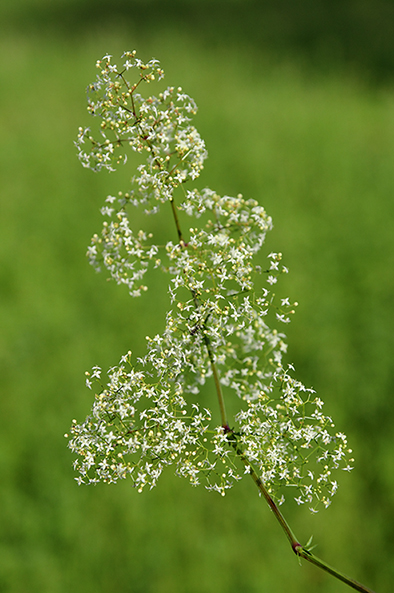 id fiore 2 - Galium sp.