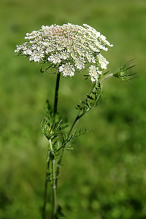 carota selvatica - Daucus carota