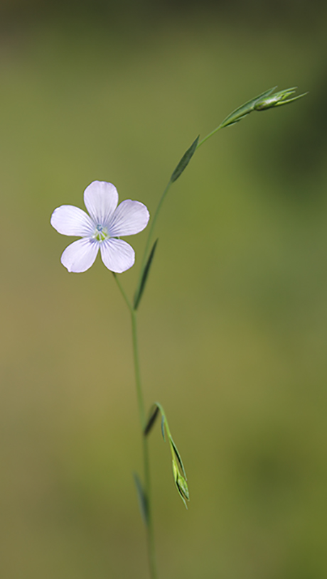 Linum bienne