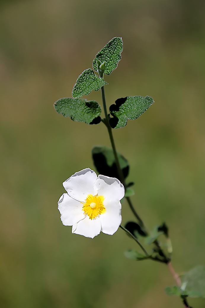 Cistus salviifolius