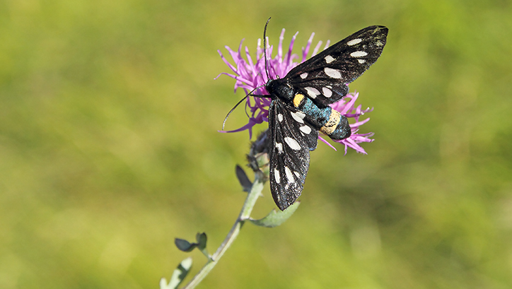 id farfalla -  Amata phegea