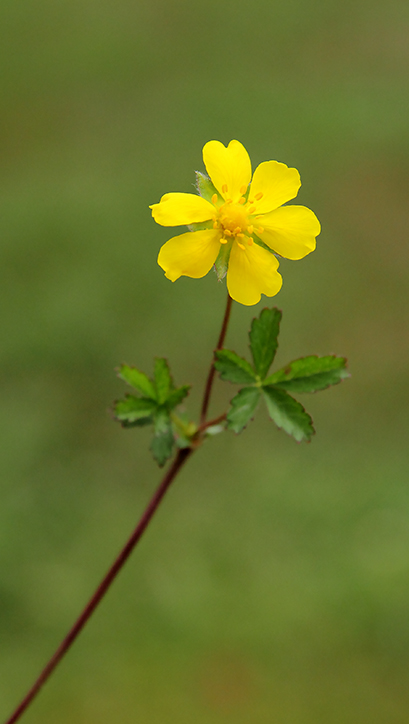 Potentilla reptans