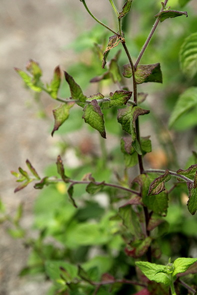 Pulicaria dysenterica