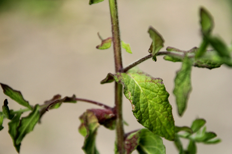 Pulicaria dysenterica