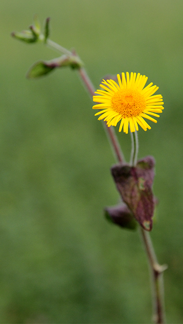 Pulicaria dysenterica