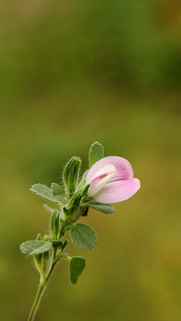 Ononis spinosa