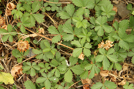 Potentilla reptans