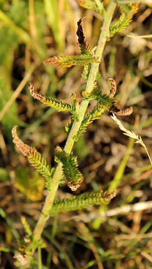 Achillea cfr. collina