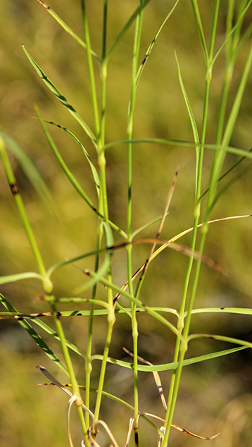 id garofano apuano - Dianthus sylvestris