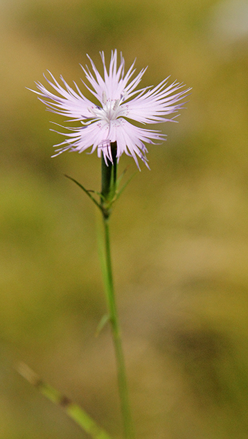 id garofano apuano - Dianthus monspessulanus