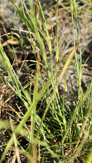 id garofano apuano - Dianthus sylvestris