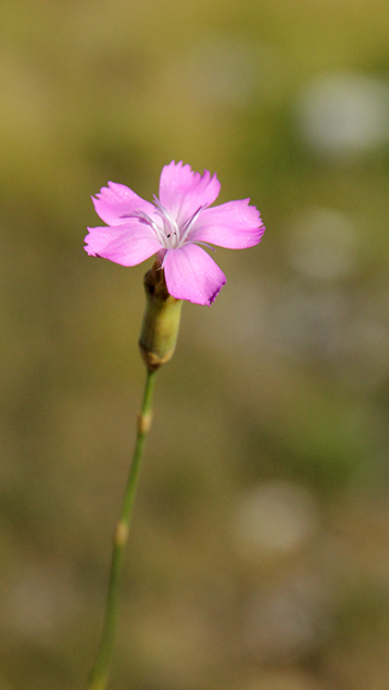 id garofano apuano - Dianthus sylvestris