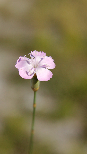 id garofano apuano - Dianthus sylvestris