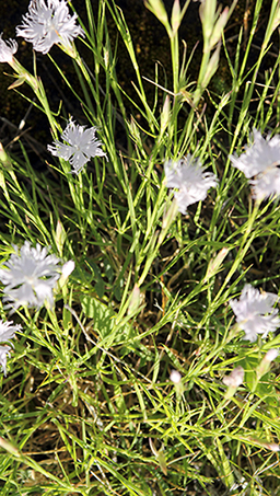 id garofano apuano - Dianthus monspessulanus