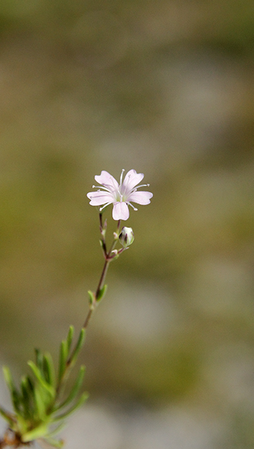 Fiore apuano - Gypsophila repens