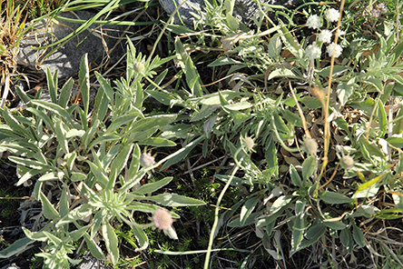 Scabiosa holosericea / Scabiosa vellutata