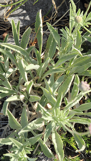 Scabiosa holosericea / Scabiosa vellutata