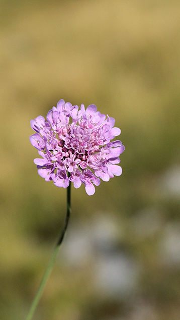 Scabiosa holosericea / Scabiosa vellutata