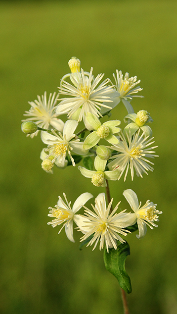 Clematis vitalba