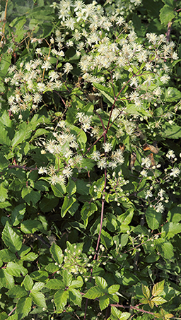 Clematis vitalba