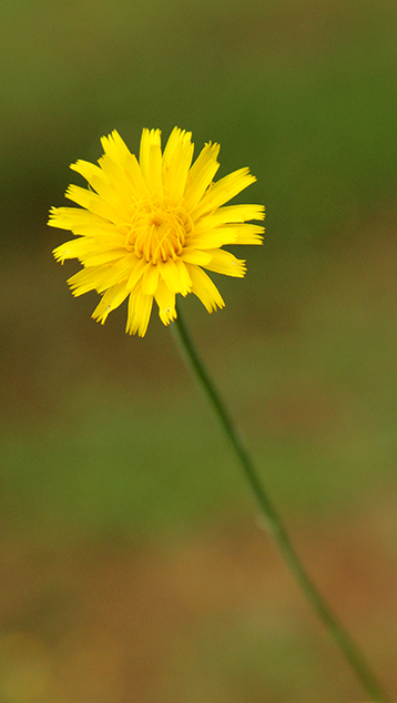 Hypochaeris radicata