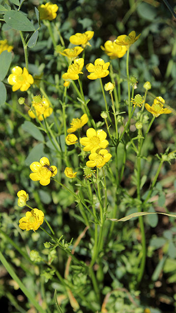 id fiore - Ranunculus cfr. bulbosus