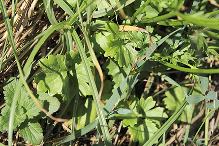 id fiore - Ranunculus cfr. bulbosus