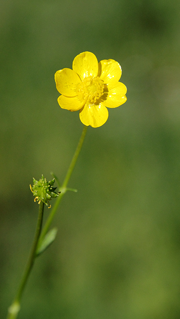 id fiore - Ranunculus cfr. bulbosus