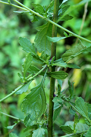 Jacobaea aquatica