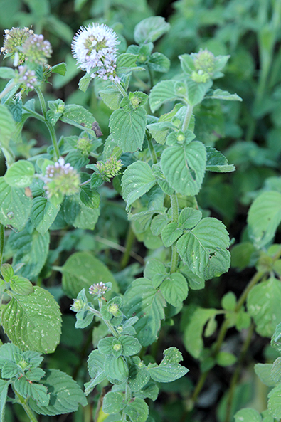 Mentha aquatica / Menta dacqua