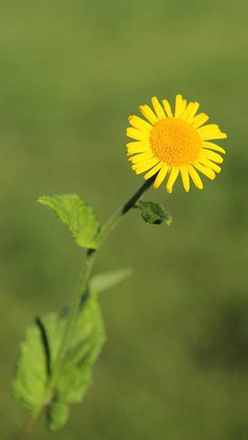 Pulicaria dysenterica