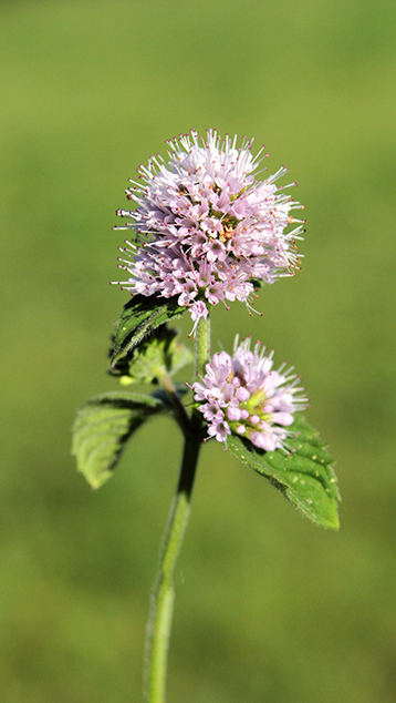 Mentha aquatica / Menta dacqua