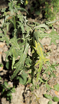 Cirsium vulgare