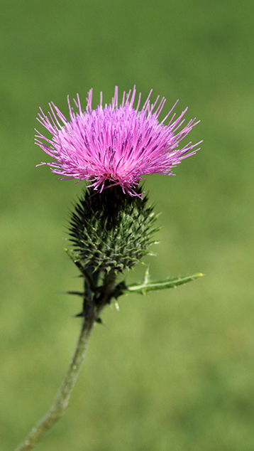 Cirsium vulgare