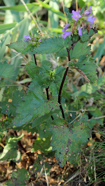 Campanula trachelium