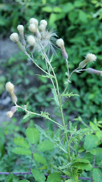 Cirsium arvense / Cardo campestre