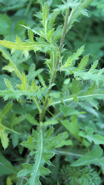 Cirsium arvense / Cardo campestre