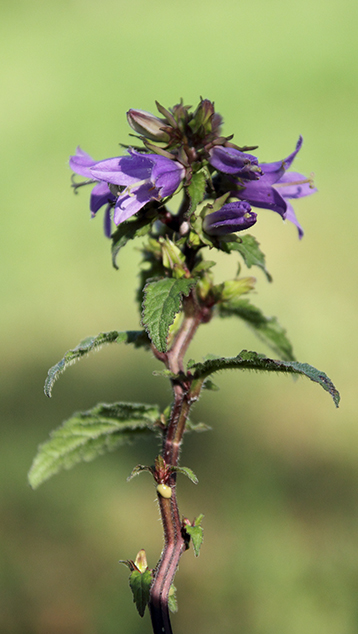 Campanula trachelium