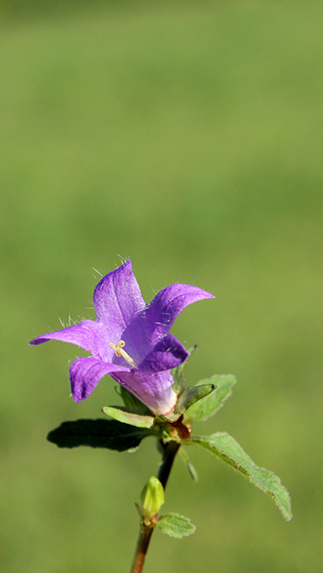 Campanula trachelium